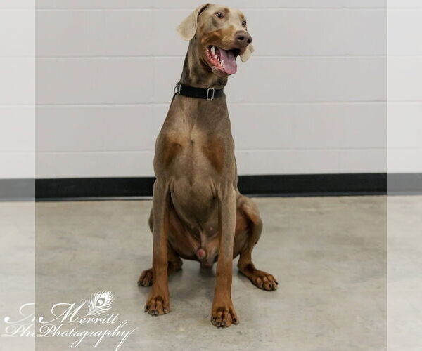 Medium Photo #1 Doberman Pinscher Puppy For Sale in Buffalo, MN, USA