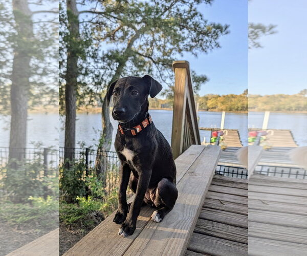 Medium Photo #2 Mutt Puppy For Sale in Virginia Beach, VA, USA