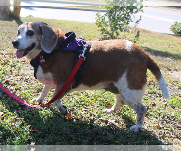 Medium Photo #7 Beagle Puppy For Sale in Dunnellon, FL, USA