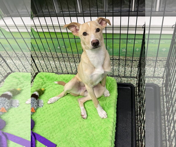 Medium Photo #12 Mutt Puppy For Sale in Rosenberg, TX, USA