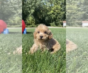 Cavapoo-Poodle (Toy) Mix Puppy for sale in SHIPSHEWANA, IN, USA