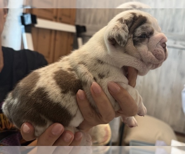 Medium Photo #2 English Bulldog Puppy For Sale in FAYETTEVILLE, NC, USA