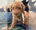Puppy Chester Miniature Labradoodle