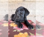 Small #23 Labrador Retriever