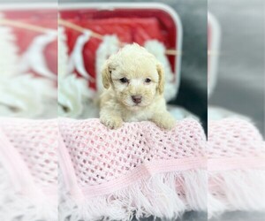 Poodle (Toy) Puppy for sale in CORAL GABLES, FL, USA
