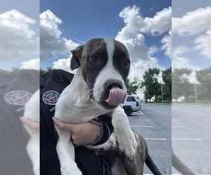 American Pit Bull Terrier-Unknown Mix Dogs for adoption in Oklahoma City, OK, USA
