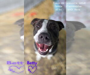 Mutt Dogs for adoption in Monte Vista, CO, USA