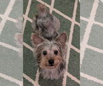 Small #5 Maltese Mix