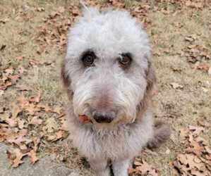 Labradoodle Puppy for sale in PRAIRIE GROVE, AR, USA