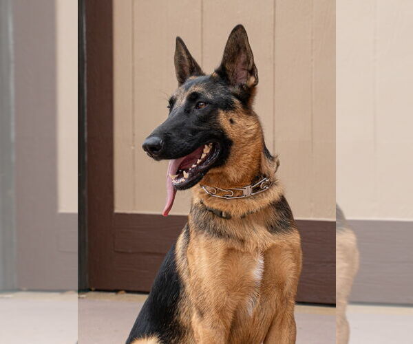 Medium Photo #32 German Shepherd Dog-Unknown Mix Puppy For Sale in Lake Forest, CA, USA