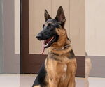 Small #31 German Shepherd Dog Mix