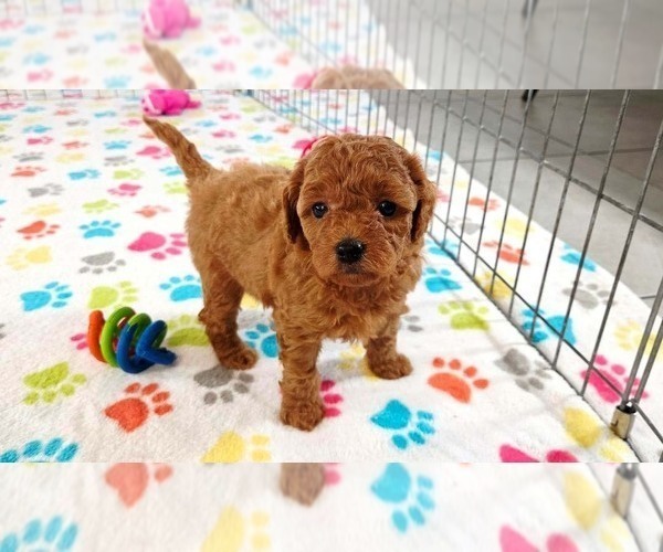 Medium Photo #14 Cavapoo mix (+ Poodle Miniature) Puppy For Sale in ORO VALLEY, AZ, USA