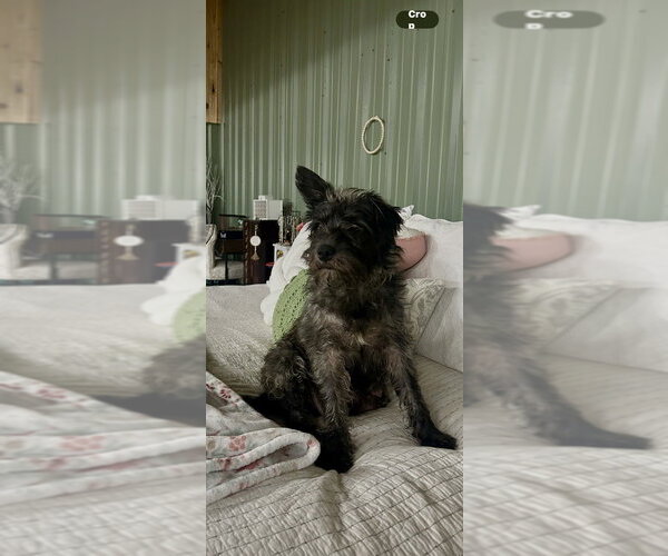 Medium Photo #1 Mutt Puppy For Sale in Mooresville, NC, USA
