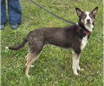 Small #1 Siberian Husky Mix