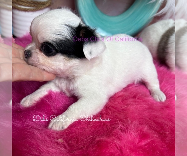 Medium Photo #2 Chihuahua Puppy For Sale in TRACY, CA, USA