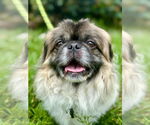 Small #2 Pekingese