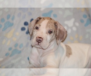 Great Dane Puppy for sale in BATAVIA, OH, USA