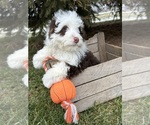 Small Photo #1 Miniature Bernedoodle Puppy For Sale in MIDDLEBURY, IN, USA
