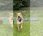 Small American Pit Bull Terrier Mix