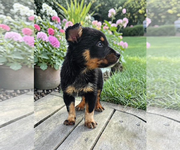 Medium Photo #5 Mutt Puppy For Sale in McKinney, TX, USA
