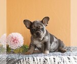 Small #2 French Bulldog