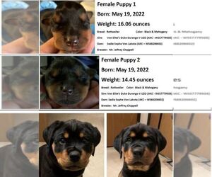 Rottweiler Puppy for sale in SAN FRANCISCO, CA, USA