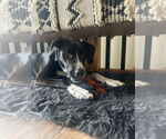 Small #6 Collie Mix