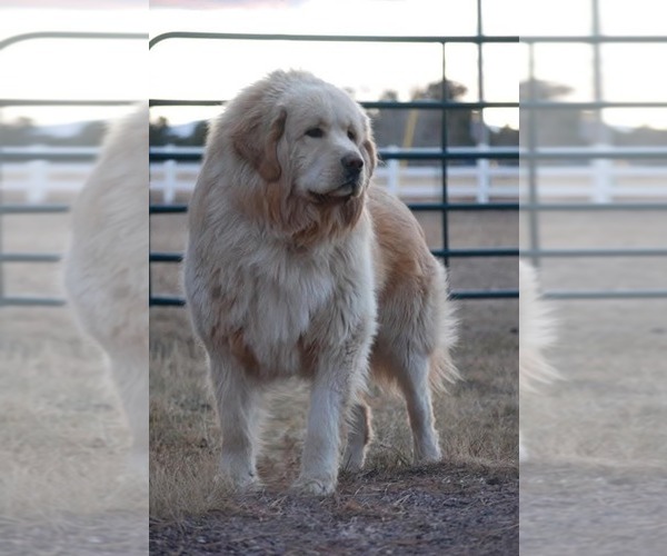 Medium Photo #20 Tibetan Mastiff Puppy For Sale in MONUMENT, CO, USA