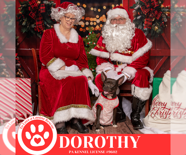 Medium Photo #2 Mutt Puppy For Sale in Kimberton, PA, USA