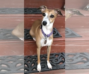 Mother of the Italian Greyhound puppies born on 12/17/2021