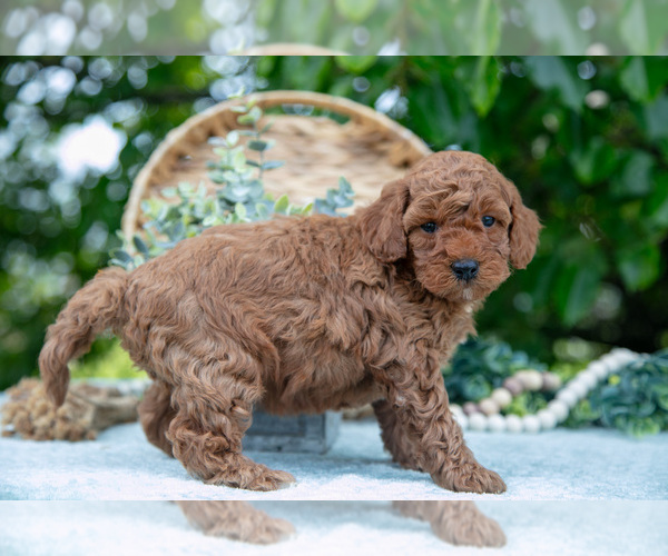 Medium Photo #5 Poodle (Miniature) Puppy For Sale in WOLCOTTVILLE, IN, USA