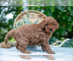 Small Photo #5 Poodle (Miniature) Puppy For Sale in WOLCOTTVILLE, IN, USA
