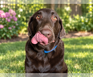 Tucker - Male Labrador Retriever Dog for Adoption - Photo #2