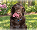 Small Photo #2 Labrador Retriever Puppy For Sale in Clovis, CA, USA