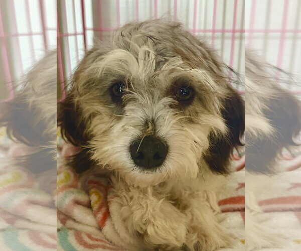 Medium Photo #3 Mutt Puppy For Sale in Cary, NC, USA