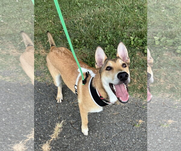 Medium Photo #42 German Shepherd Dog-Unknown Mix Puppy For Sale in Holly Springs, NC, USA