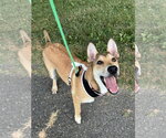 Small #41 German Shepherd Dog Mix