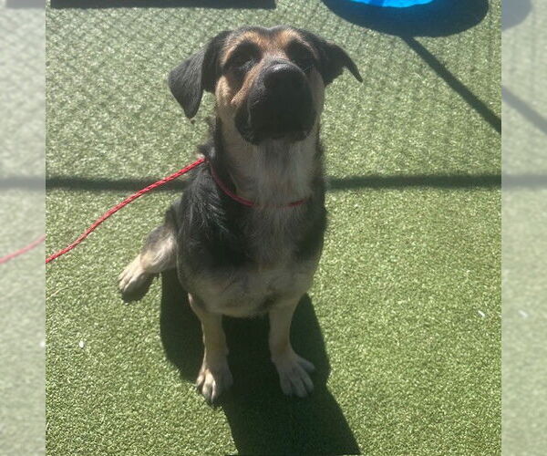 Medium Photo #1 German Shepherd Dog-Unknown Mix Puppy For Sale in Pasadena, TX, USA