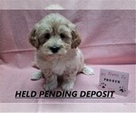 Puppy 1 Maltipoo-Poodle (Miniature) Mix