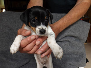 Jack Russell Terrier Puppy for sale in ALCESTER, SD, USA