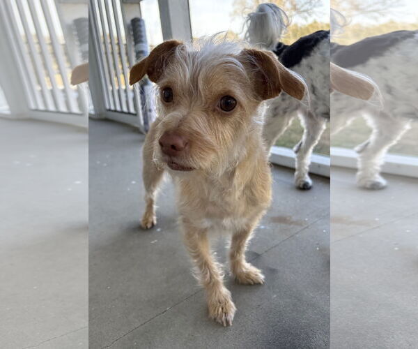 Medium Photo #3 Cairn Terrier-Unknown Mix Puppy For Sale in Valrico, FL, USA