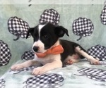 Small Photo #7 Australian Cattle Dog-Shetland Sheepdog Mix Puppy For Sale in LAKELAND, FL, USA