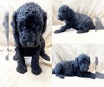 Small Photo #2 Poodle (Standard) Puppy For Sale in BROOKER, FL, USA