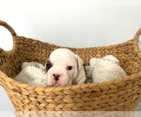 Medium Photo #4 English Bulldog Puppy For Sale in HAMBURG, NJ, USA