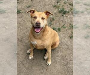 Mutt Dogs for adoption in Riverside, CA, USA
