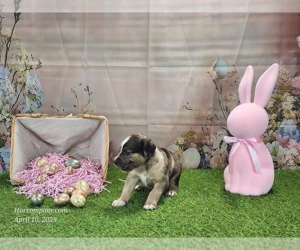 Medium Photo #3 Catahoula Leopard Dog Puppy For Sale in CUMBY, TX, USA