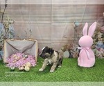 Small #2 Catahoula Leopard Dog