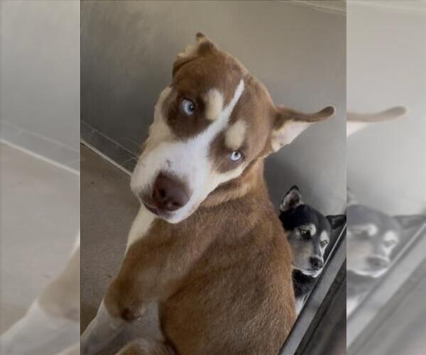 Medium Photo #2 Siberian Husky-Unknown Mix Puppy For Sale in San Bernardino, CA, USA