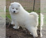 Small Photo #16 Samoyed Puppy For Sale in BAXTER, TN, USA