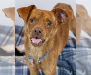 Medium Miniature Pinscher Mix